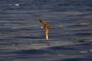 Giant Southern Petrel in flight over the ocean