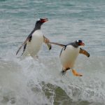 Gentoo penguins jumping out of the ocean onto the beach.