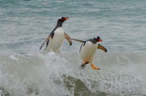 Gentoo penguins jumping out of the ocean onto the beach.
