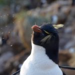 Macaroni penguin shaking his head so violently mucus flies from his nostrils.