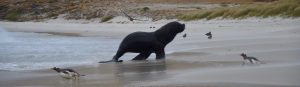 Sea lion comes up onto the beach with penguins