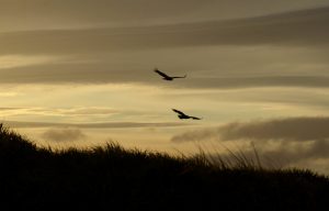 Turkey Vultures at sunset at Cape Dolphin