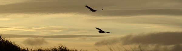 Turkey Vultures at sunset at Cape Dolphin