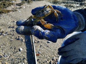 Tyler digs up a green crab from a site on a sandy beach
