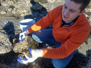 Researcher Tyler Van Kirk at the shore finding a green crab