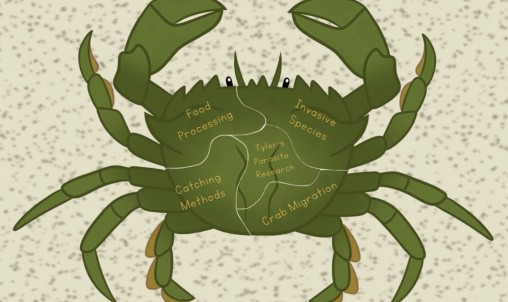 Illustration of a green crab with labels: Tyler's Parasitic Research; Invasive Species; Crab Migration; Catching Methods; and Food Processing