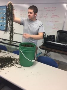 Tyler Van Kirk holds up a handful of seaweed in a lab