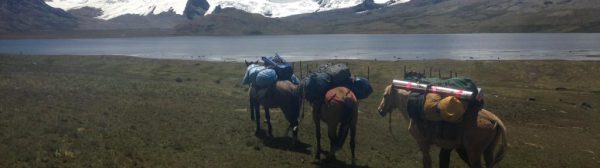 Three pack horses carrying gear.