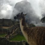 Llamas roam the ruins at Machu Picchu