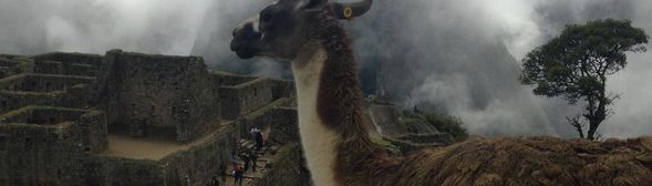 Llamas roam the ruins at Machu Picchu