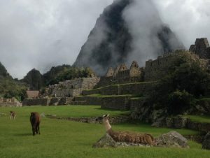 Llamas grazing near Huyana Picchu which towers over the ruins