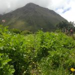 Vegetation and hills in Peru.