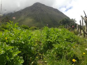 Vegetation and hills in Peru.