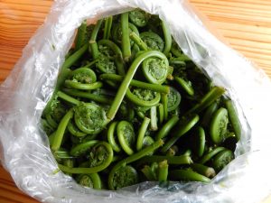 bag of picked fiddleheads