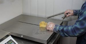 cheesemaker wearing gloves while cutting cheese