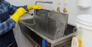 cheesemaker rinsing soap from tray