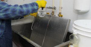 cheesemaker sanitizes a tray