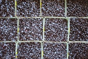 fresh wild blueberries in quart boxes