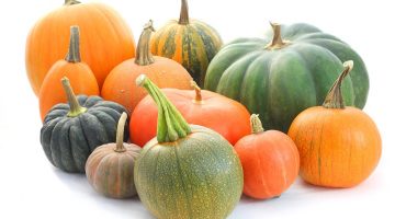 a variety of winter squash on a white background