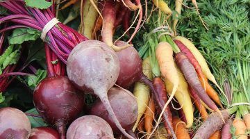 root vegetables