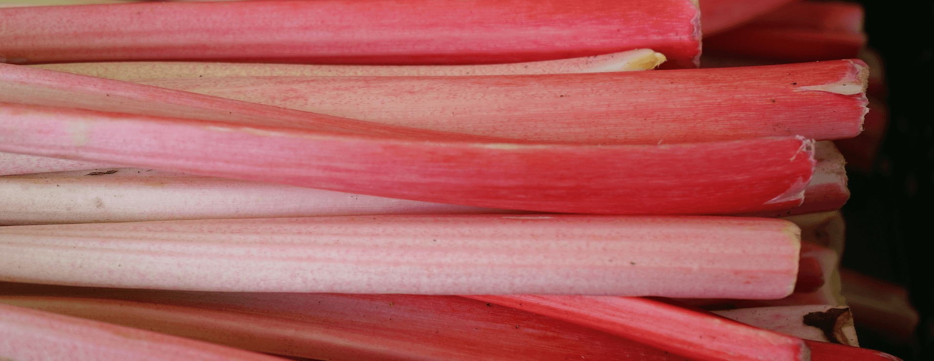 close up of red stalks of rhubarb running horizontally across image