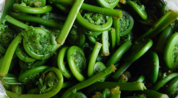 close up of green fiddlehead ferns in a clear plastic bag