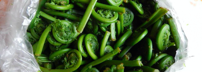 How To Prepare And Preserve Fiddleheads Cooperative Extension Food   Fiddlehead Crop 3 846x305 