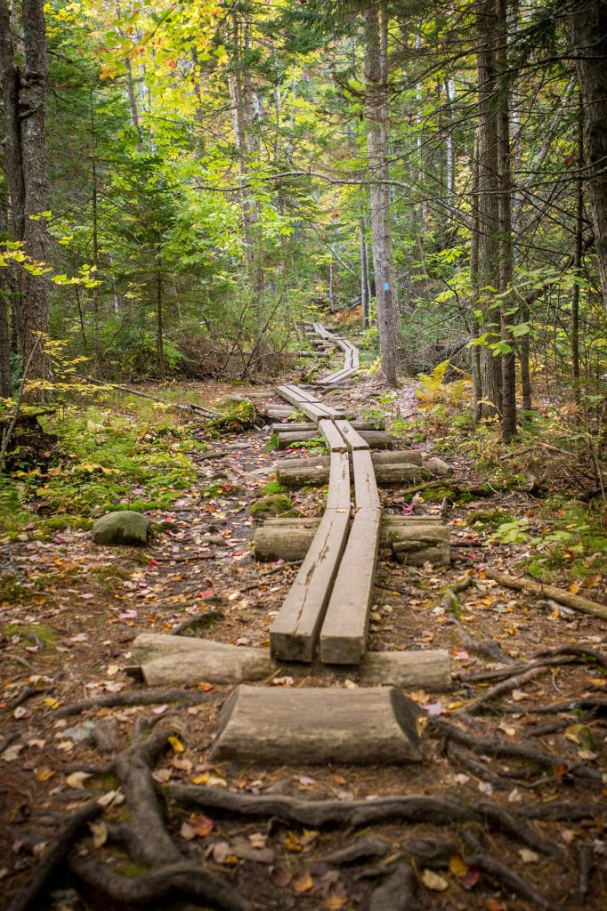 wooden plank walkway in a Maine forest