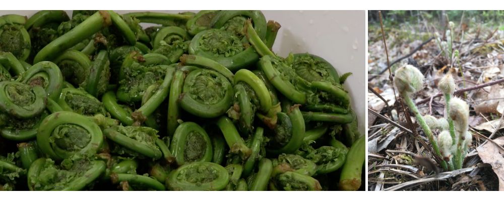 Collage of fiddleheads in colander and fiddlehead ferns in the ground.