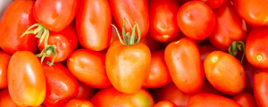 Plum tomatoes