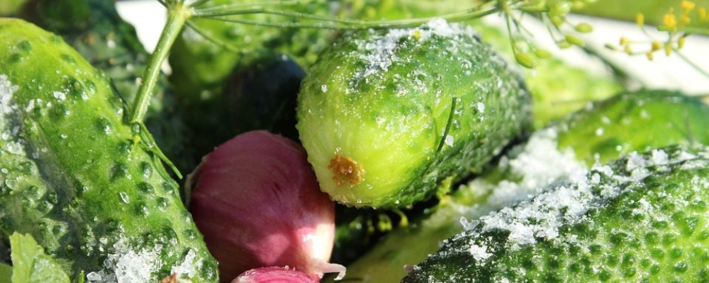 Close up of cucumbers covered in salt, pieces of garlic, and sprigs of dill