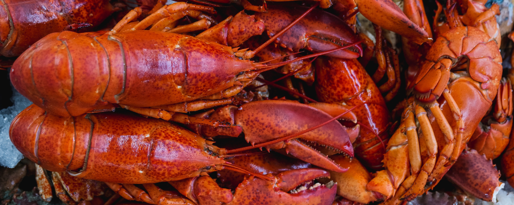 featured image for The 5 Things You Didn’t Know About Lobster