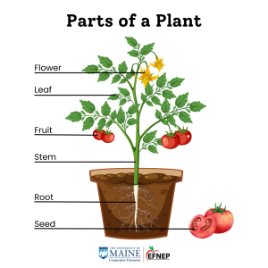 An image of a tomato plant with text labeling parts of a plant. Lines pointing to the flower, leaf, tomato fruit, stem, root, and seed of a tomato cut in half.
