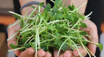 Sprouts in a person's hands.