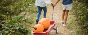 Woman with Young Daughter Harvesting Pumpkins