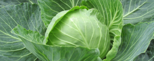 Cabbage