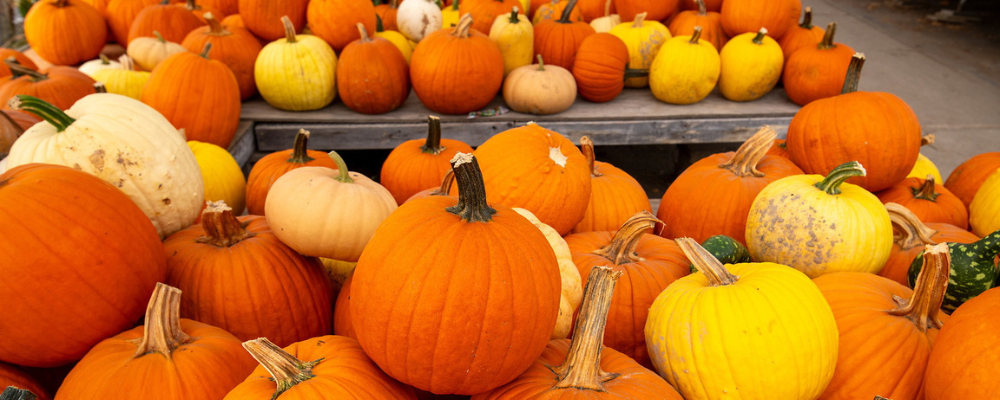 featured image for Pumpkins: More Than Just a Jack-O-Lantern