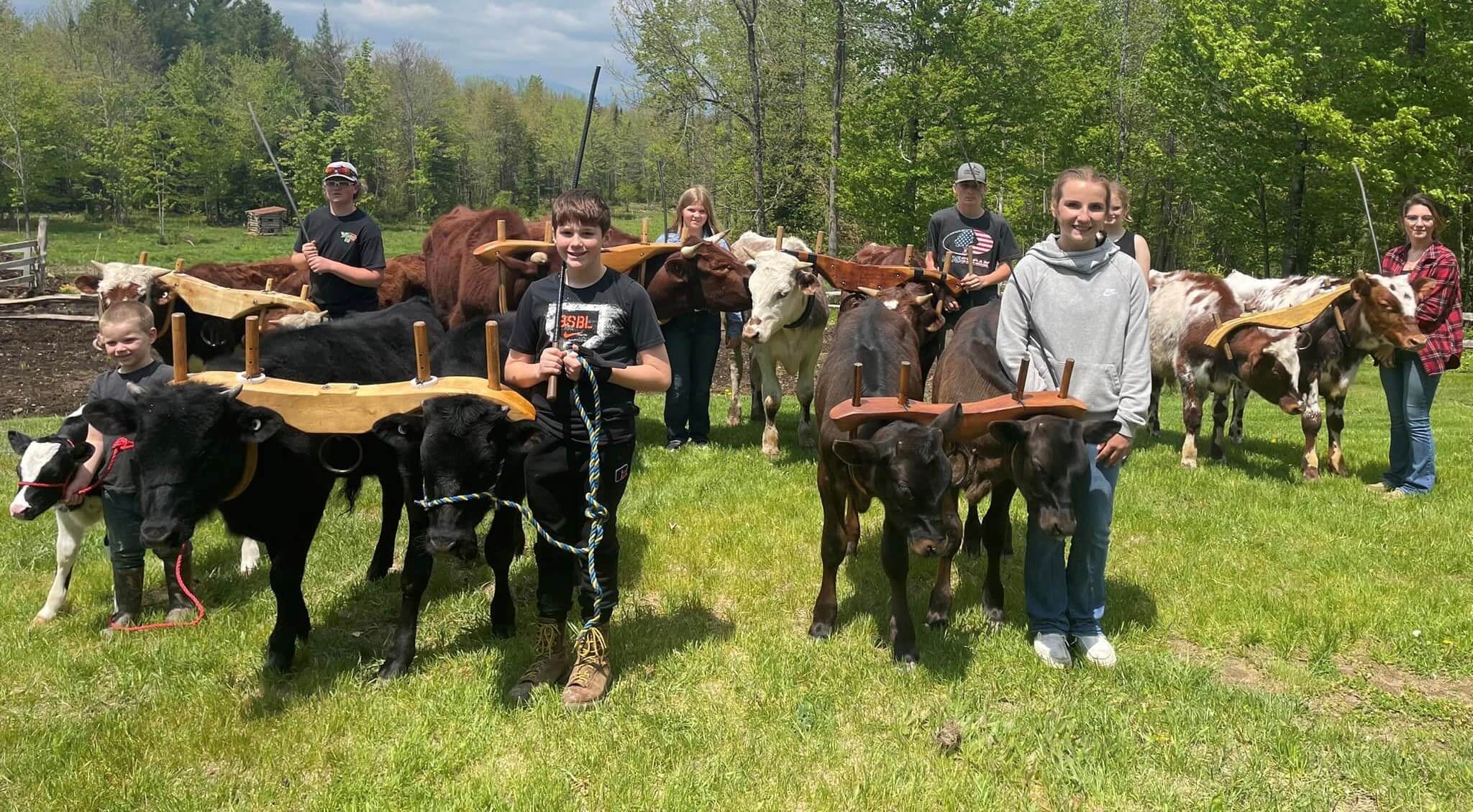 4-H working steer club with steers