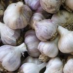 Garlic photo