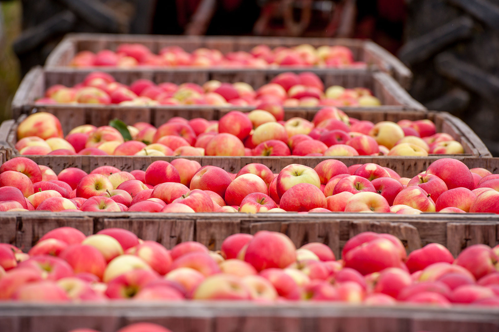 Bulletin #4268, Vegetables and Fruits for Health: Strawberries -  Cooperative Extension Publications - University of Maine Cooperative  Extension