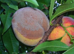 Peach infected with brown rot
