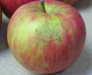flyspeck symptoms on an apple