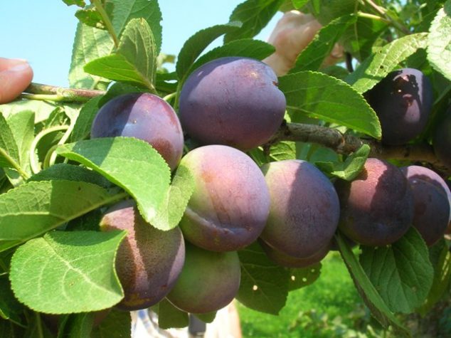 Types of Fruit Trees - Cooperative Extension: Tree Fruits - University ...