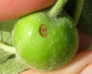 egg-laying scar on the surface of an apple fruitlet