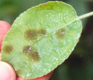 Scab lesions on a leaf