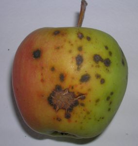 Scab lesions on an apple