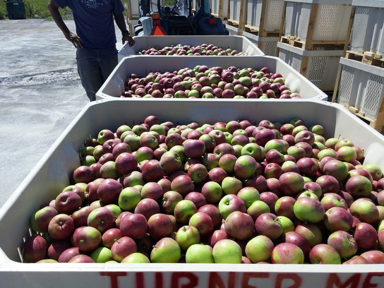 Harvesting Procedures Cooperative Extension Tree Fruits University