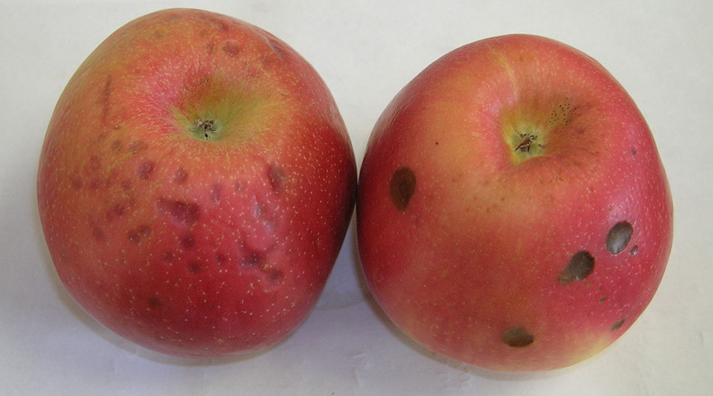 How to Tell If Bruised or Partially Rotten Produce Is Safe to Eat