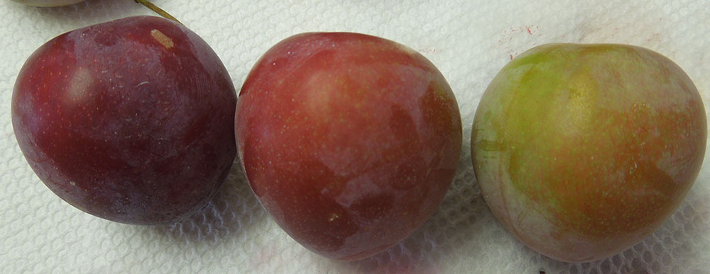 3 plums ranging in color from green with a blush of red to dark red
