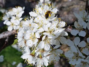 bee on apple blossoms